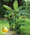 BALDUR Garten Winterharte Banane 'grün',3 Pflanzen