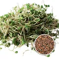 500g BIO Keimsprossen Salatrauke Ruca Keimsaat Mikrogrün Kresse Keimling Mikrogreens