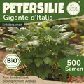 Little Plants BIO Petersilie Gigante ditalia Samen 500 Petersiliensamen Kräutersamen Samenfest für Kräutergarten Kräuter Samen Küchenkräuter für Küche, Balkon und Garten