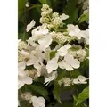 Hydrangea Paniculata Rispenhortensie Levana Ca. 9x9 cm Topf