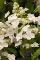 Hydrangea paniculata 'Levana', Rispenhortensie, weiß, ca. 9x9 cm Topf
