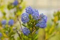 Ceanothus impressus 'Victoria', Kalifornischer Flieder, blau, 30–40 cm