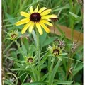 Missouri Sonnenhut - Rudbeckia missouriensis
