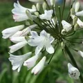 6 x Weiße Schmucklilie 'Albidus' Agapanthus africanus Topf 9cm Schnittblume