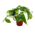 Exotenherz Zimmerpflanze Weiß-bunte Efeutute Epipremnum variegata Scindapsus 12cm Topf