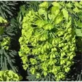 Palisaden Wolfsmilch Humpty Dumpty - Euphorbia characias