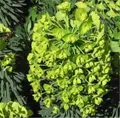 Palisaden Wolfsmilch Humpty Dumpty - Euphorbia characias