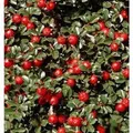 Frühe Felsenmispel 40-60cm - Cotoneaster praecox