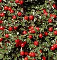 Frühe Felsenmispel 40-60cm - Cotoneaster praecox