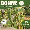 Little Plants BIO Bohnen Samen 25 Bohnensamen Neckarkönigin Gemüsesamen Samenfest für Gemüsegarten Gemüse Samen Hochbeet Samen für Küche, Balkon und Garten