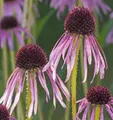 Schmalblättriger Sonnenhut - Echinacea angustifolia