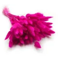 Getrockneter Lagurus - Lagurus Ovata - Fuchsia