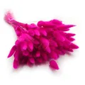Enchanted Dekogras Getrocknetes Gras Ziergras Hasenschwänze Lagurus Ovatus Samtgras Häschen-Schwanzgras Trockenblumen Natürlich Boho 120 - 150 Stück 100 g Fuchsia
