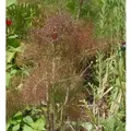Purpur Fenchel - Foeniculum vulgare