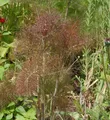 Purpur Fenchel - Foeniculum vulgare