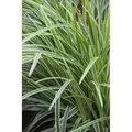 Carex Morrowii Ice Dance Japan-Segge Immergrün 3-5 Liter Container
