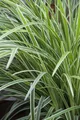 Carex morrowii 'Ice Dance', Japan-Segge, immergrün, 3-5 Liter Container