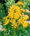 Pflanzen für Dich Staude Ligularia pal., 1 St., Kreuzkraut, Goldkolben