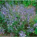 Penstemon Heterophyllus Züriblau Bartfaden Ca. 9x9 cm Topf