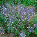 Pflanzen für Dich Staude Penstemon heterophyllus Züriblau, 1 St., Bartfaden