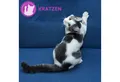 Feliway Katzenstreu FELIWAY® Classic Spray 60ml – entspannte Katzen zuhause und unterwegs