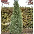 Blaue Kegelzypresse 50-60cm - Chamaecyparis,awsoniana