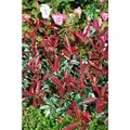 Photinia Fraseri Pink Marble Glanzmispel Buntes Laub 80 cm Stammhöhe
