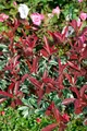Pflanzen für Dich Gehölze Photinia fraseri Pink Marble, 1 St., Glanzmispel, Heckenmispel
