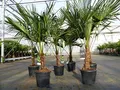 gruenwaren jakubik Trachycarpus fortunei 130-150 cm Palme Hanfpalme, winterhart bis -18°C
