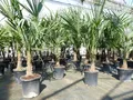 ANGEBOT: Trachycarpus fortunei 140 cm Palme Hanfpalme, winterhart bis -18°C