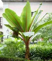 BALDUR Garten Bananenbaum Winterharte Banane 'rot', 1 St., Bananenstauden, winterhart, mehrjährig, pflegeleicht