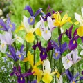 Schwertlilien Winterhart Mehrjährig - Holländische Iris Budget Collection Blumenzwiebeln - 50 Zwiebeln - Pflanzen aus Holland für Garten und Topf (große Knollen, kein Samen)
