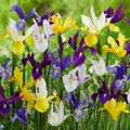 Schwertlilien Iris Blumenzwiebeln Winterhart - Budget Mix - 50 stück