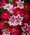 BALDUR Garten Zierstrauch Clematis 'Nelly Moser' & 'Ville de Lyon', 2 St., Kletterpflanze, winterhart, mehrjährig, pflegeleicht