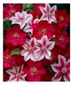Clematis Nelly Moser und Ville de Lyon 2 Pflanzen Klematis