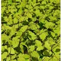 Perlenschnur Knöterich - Persicaria filiformis