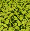 Perlenschnur Knöterich - Persicaria filiformis