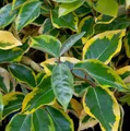 Wintergrüne Ölweide Viveleg 40-60cm - Elaeagnus ebbingei