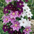 Clematis Tricilor Kollektion - 3 Pflanzen - Mix von 3 Sorten - 1 von jeder Farbe - Stauden Winterhart Mehrjährig - aus Holland (kein Samen, Zwiebeln und nicht künstlich) - Weiß-Rot-Rosa-Violett Farben