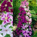 Clematis Winterhart Pflanzen - Tricolor - 3 stück - Rot, Blau und Weiß