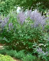 Vitex agnus-castus 40-60 cm – Winterhart, Mehrjährig, Pflegeleicht – Mönchspfeffer – Zierstrauch für Garten & Beet