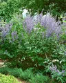 Pflanzen für Dich Gehölze Vitex agnus-castus, 1 St., Mönchspfeffer, Keuschbaum, Keuschlamm, Abrahamstrauch