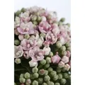 Viburnum Tinus Eve Price Lorbeer-Schneeball Immergrün 40–60 cm