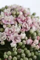 Viburnum tinus 'Eve Price', Lorbeer-Schneeball, immergrün, 40–60 cm
