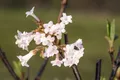 Viburnum bodnantense 'Charles Lamont', Duftschneeball, rosa, 40–60 cm