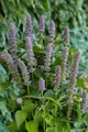 Pflanzen für Dich Staude Agastache foeniculum Purple Haze, 1 St., Anisysop, Duftnessel