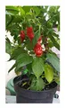 Stk - 40x Penis Chili Peter Pepper rote Scharfe Gemüse Pflanzen - Samen A17 - Seeds & Plants Shop by Ipsa