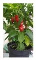 40x Penis Chili Peter Pepper rote Scharfe Gemüse Pflanzen - Samen A17