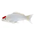 Mojo Sealife Koi-Karpfen – Tancho Koi – 381101
