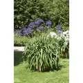 Agapanthus Africanus Schmucklilie Blau Ca 9x9 cm Topf